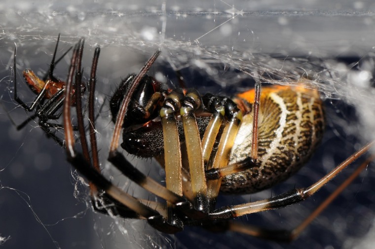 Image: Orb-web spider
